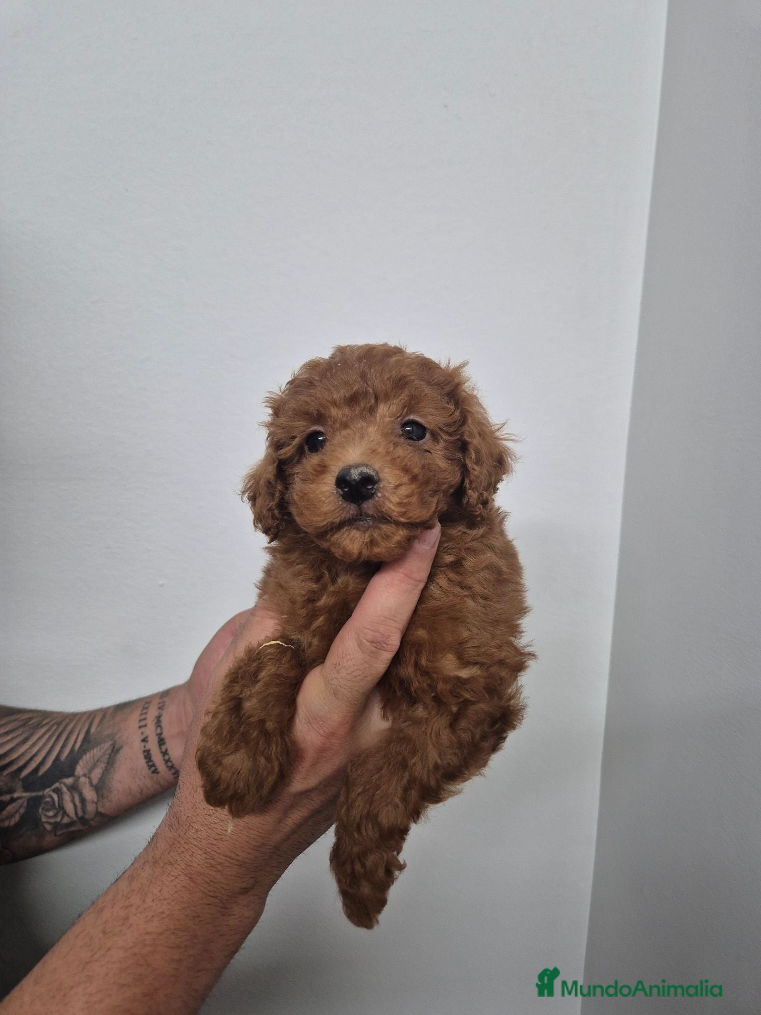 Caniche Enano perros Caniche 🐩 enano  - Anuncio 1