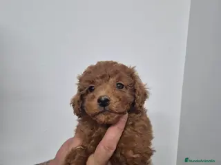 Caniche Enano perros en venta: Caniche 🐩 enano - Anuncio 4