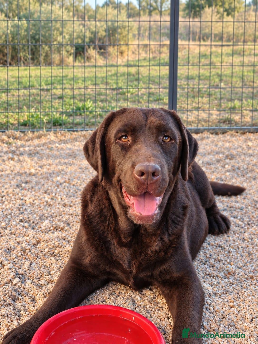 Labrador Retriever perros Labrador chocolate  - Anuncio 1