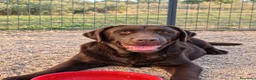 Labrador Retriever perros en venta: Labrador chocolate  en Toledo - Anuncio 1