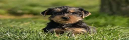Yorkshire Terrier perros en venta: Yorkshire terrier macho disponible - Anuncio 2