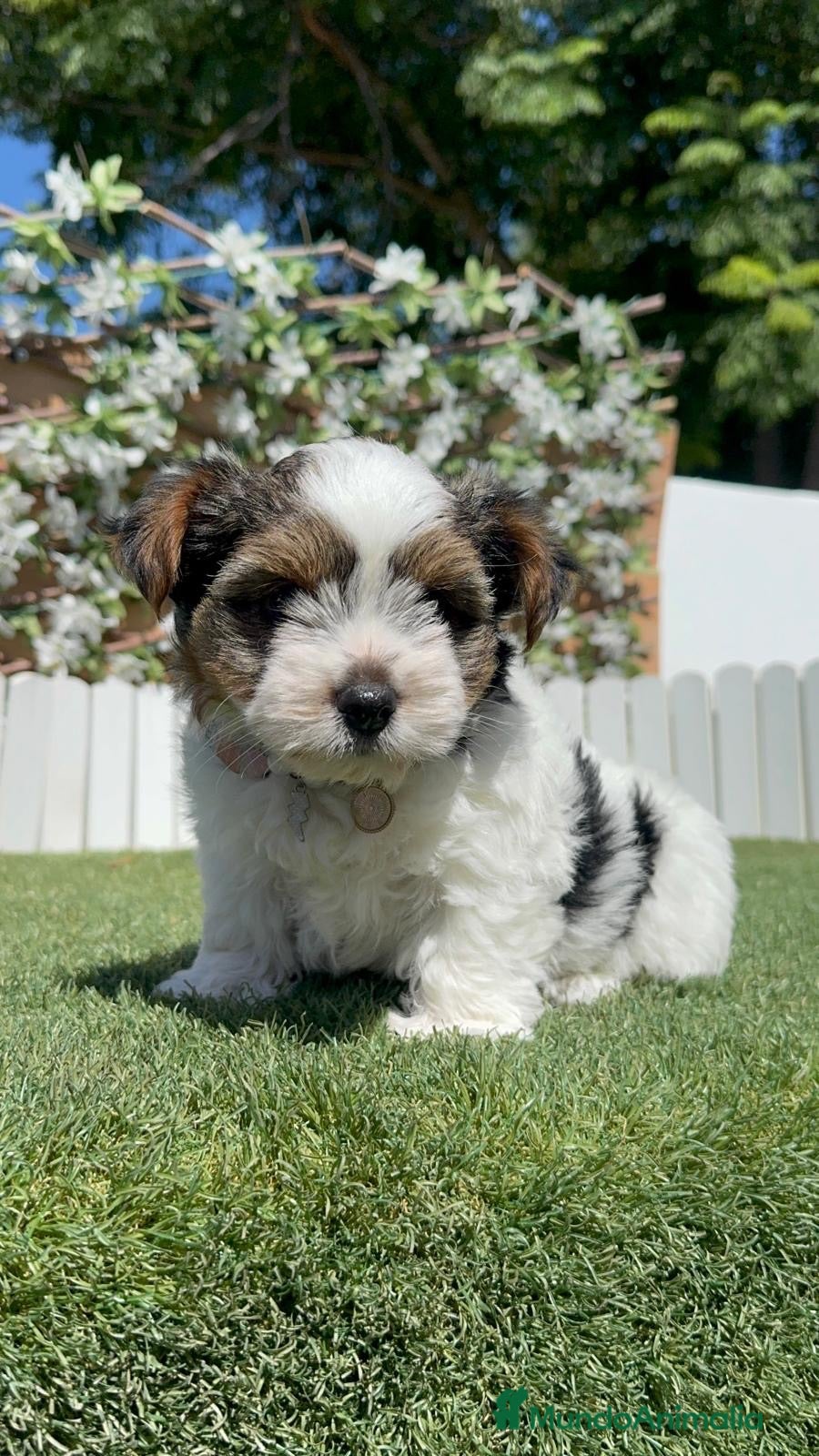 Yorkshire Terrier perros YORKSHIRE BIEWER HEMBRA - Anuncio 1