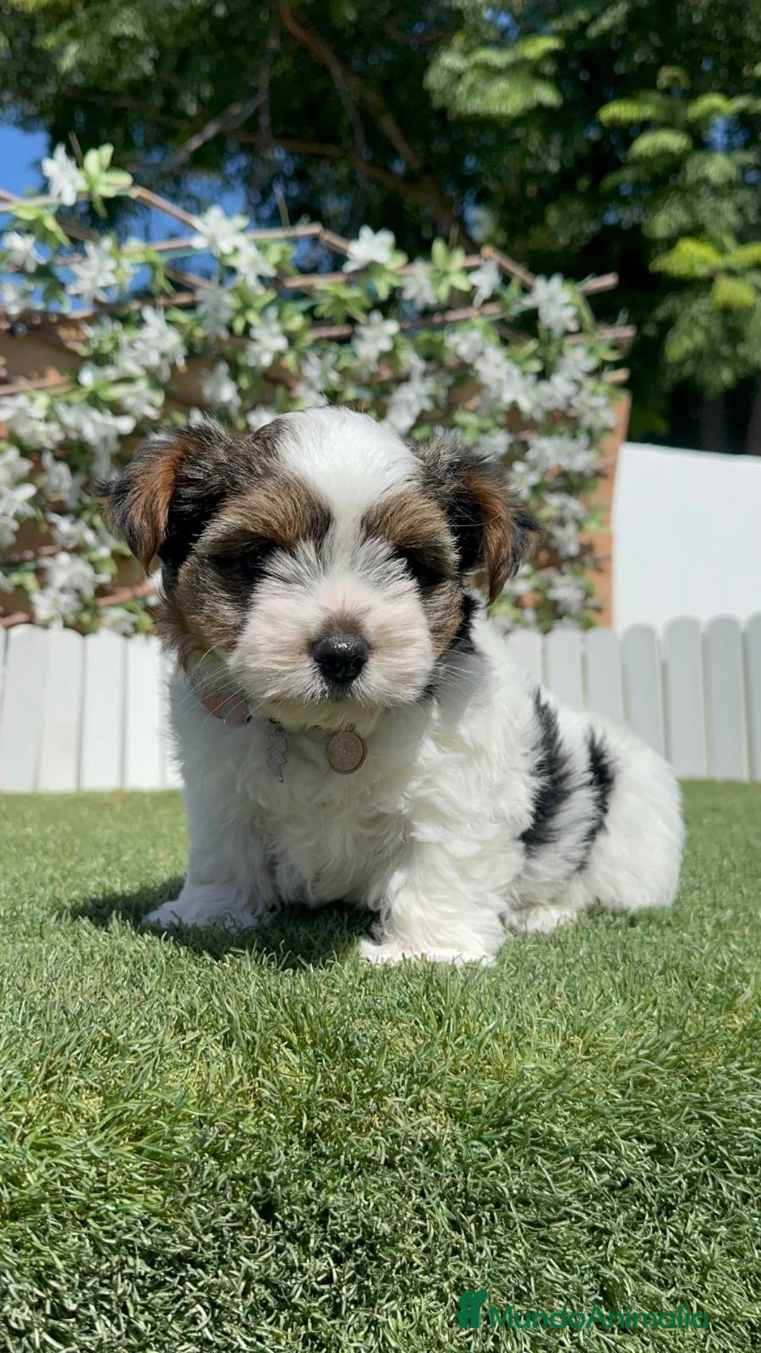 Yorkshire Terrier perros en venta: YORKSHIRE BIEWER HEMBRA - Anuncio 1
