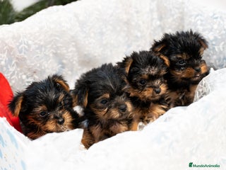 Yorkshire Terrier perros Últimos cachorros de Yorkshire Terrier disponibles - Anuncio 1