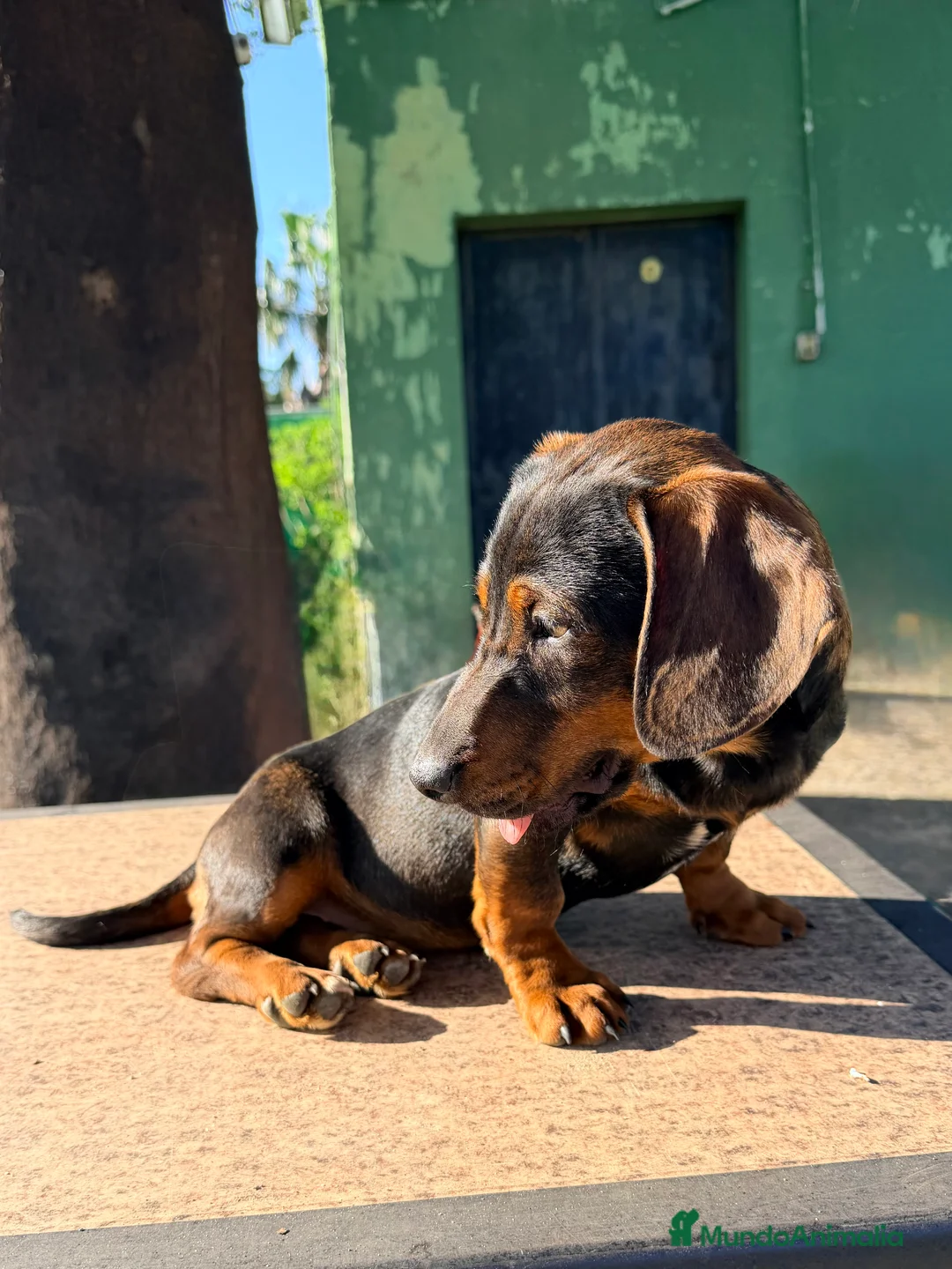 Teckel perros en venta: Teckel negro fuego hembra - Anuncio 2