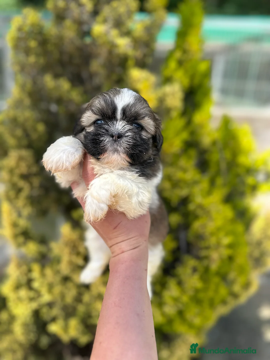 Shih Tzu perros en venta: SHIH TZU HEMBRA DISPONIBLE en Barcelona - Anuncio 4