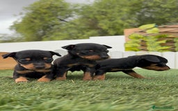 Pinscher Miniatura perros en venta: PINSCHER MINIATURA - Imagen 11