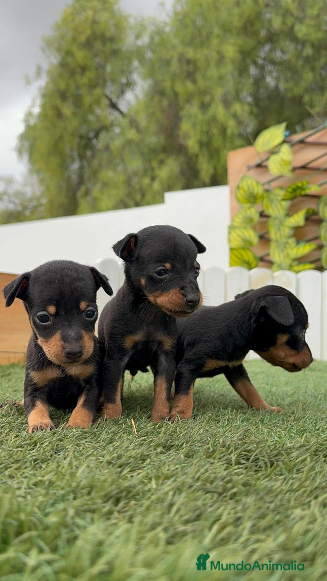 Pinscher Miniatura perros en venta: PINSCHER MINIATURA - Imagen 11