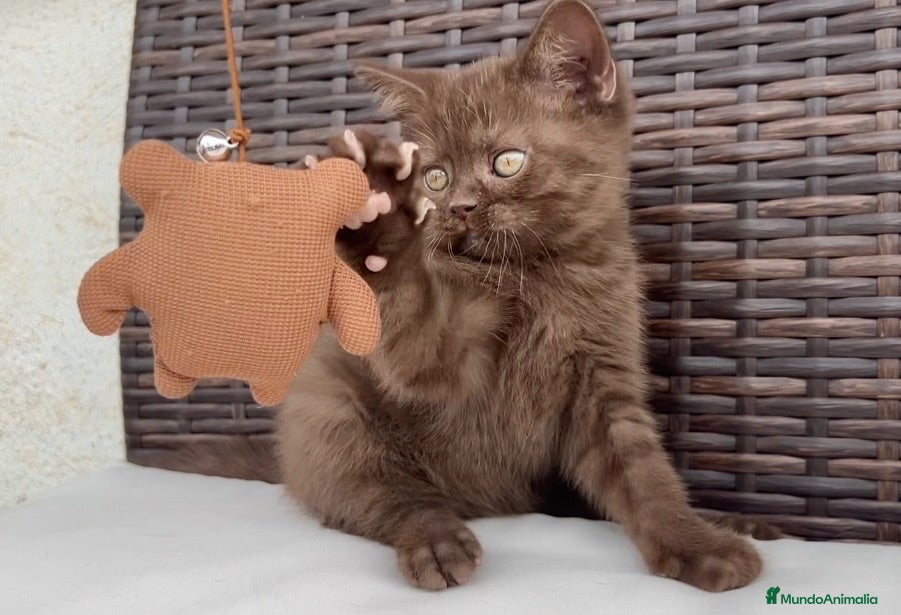 Británico de Pelo Corto gatos BRITISH SHORTHAIR CHOCOLATE  - Anuncio 30