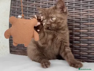 Británico de Pelo Corto gatos BRITISH SHORTHAIR CHOCOLATE - Anuncio 30