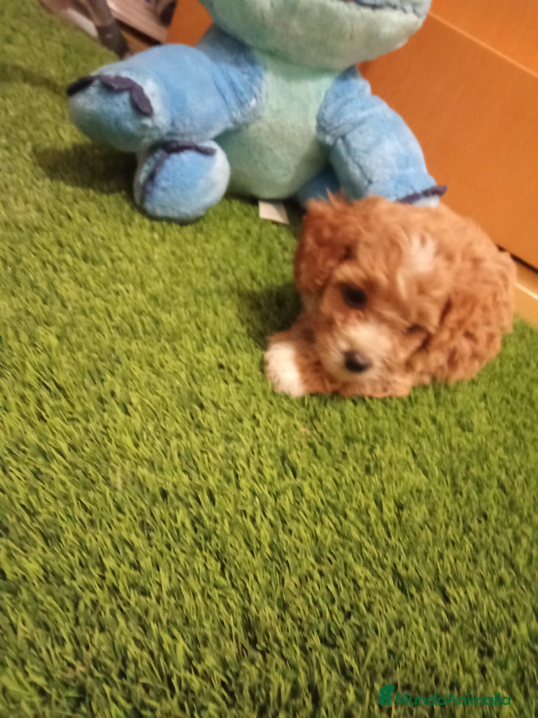 Maltipoo perros en venta: PRECIOSO MALTIPOO MINI - Imagen 5