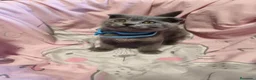 Scottish Fold gatos en venta: Scottish fold blue - Anuncio 13