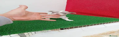 Chihuahua 9