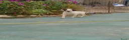 English Springer Spaniel perros en venta: Springer  - Anuncio 2