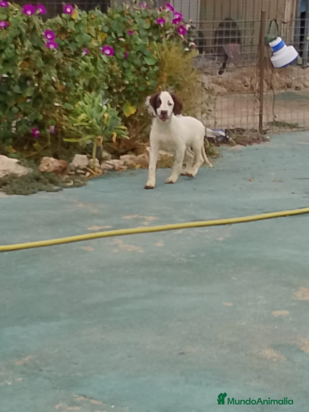 English Springer Spaniel perros en venta: Springer  - Anuncio 2