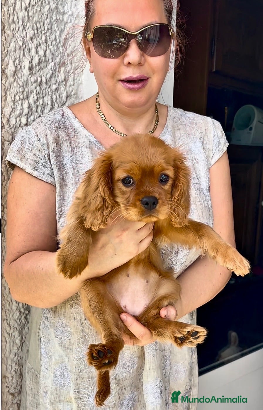 Cavalier King Charles Spaniel perros Ruby/Rubi Cavalier King Charles Spaniel  - Anuncio 2