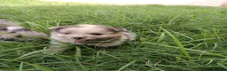 Pomerania perros en venta: Pomerania  - Anuncio 22