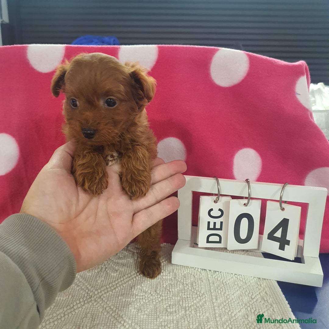 Maltipoo perros en venta: Maltipoo miniatura  - Anuncio 2