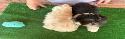 Shih Tzu perros en venta: Machos de shihtzu  - Anuncio 14