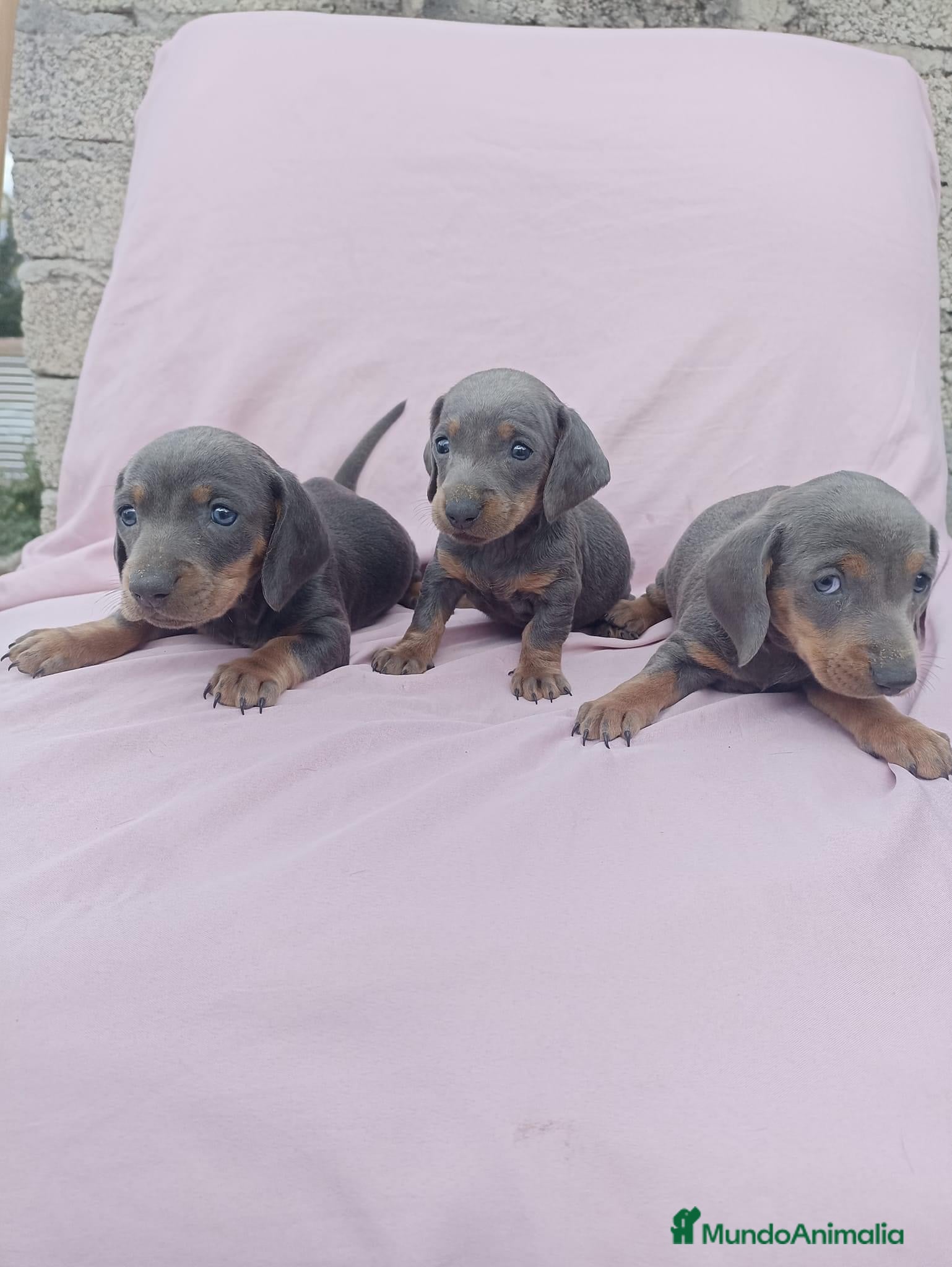 Teckel Miniatura perros Teckel miniatura varios colores  en Ciudad Real - Anuncio 29