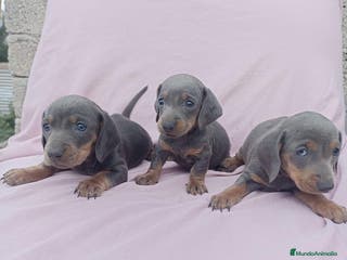 Teckel Miniatura perros Teckel miniatura varios colores en Ciudad Real - Anuncio 8