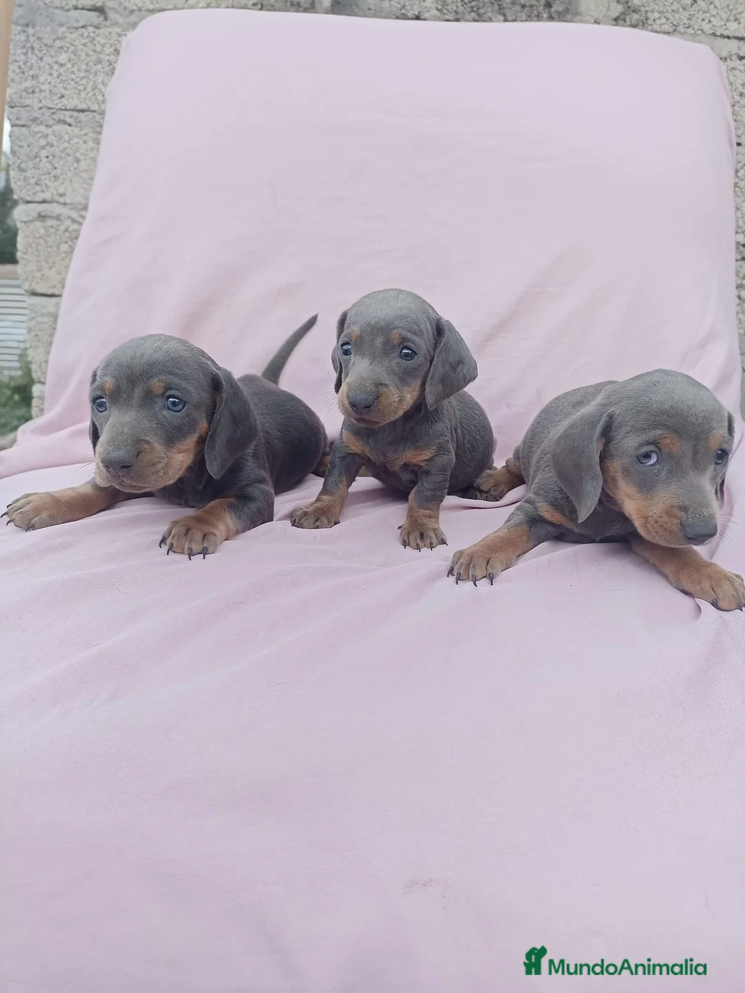 Teckel Miniatura perros en venta: Teckel miniatura varios colores  en Ciudad Real - Anuncio 1