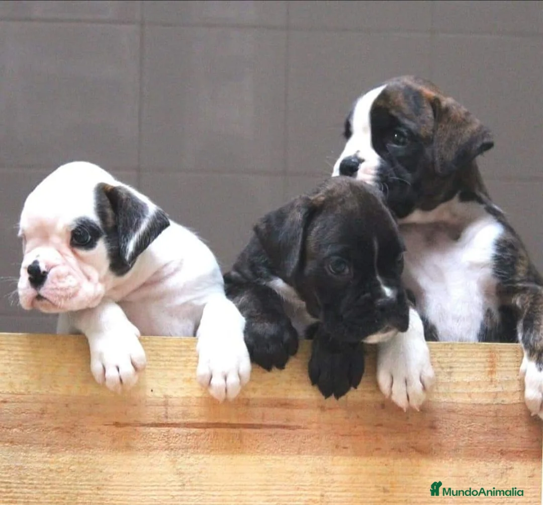 Boxer perros en venta: Cachorros boxer - Anuncio 6