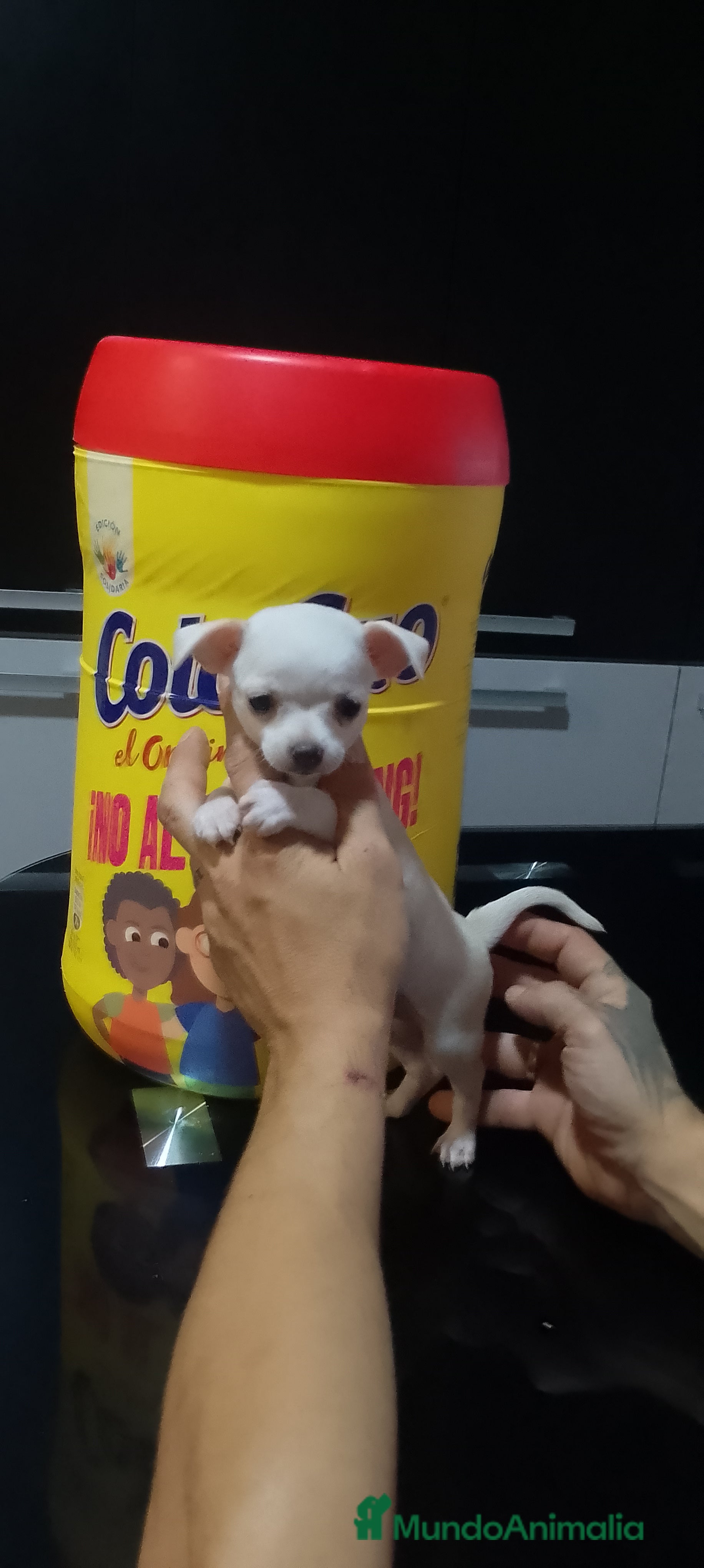 Chihuahua perros Chihuahua mini - Anuncio 40