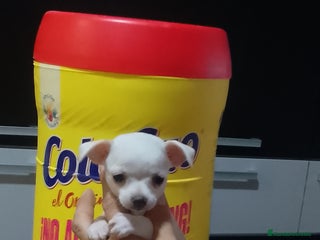 Chihuahua perros - Anuncio 2