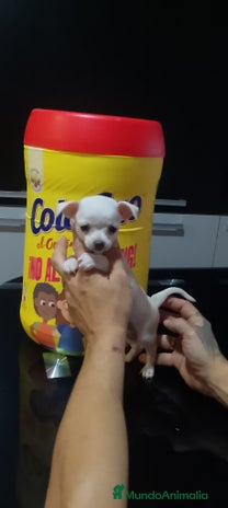 Chihuahua perros - Anuncio 2