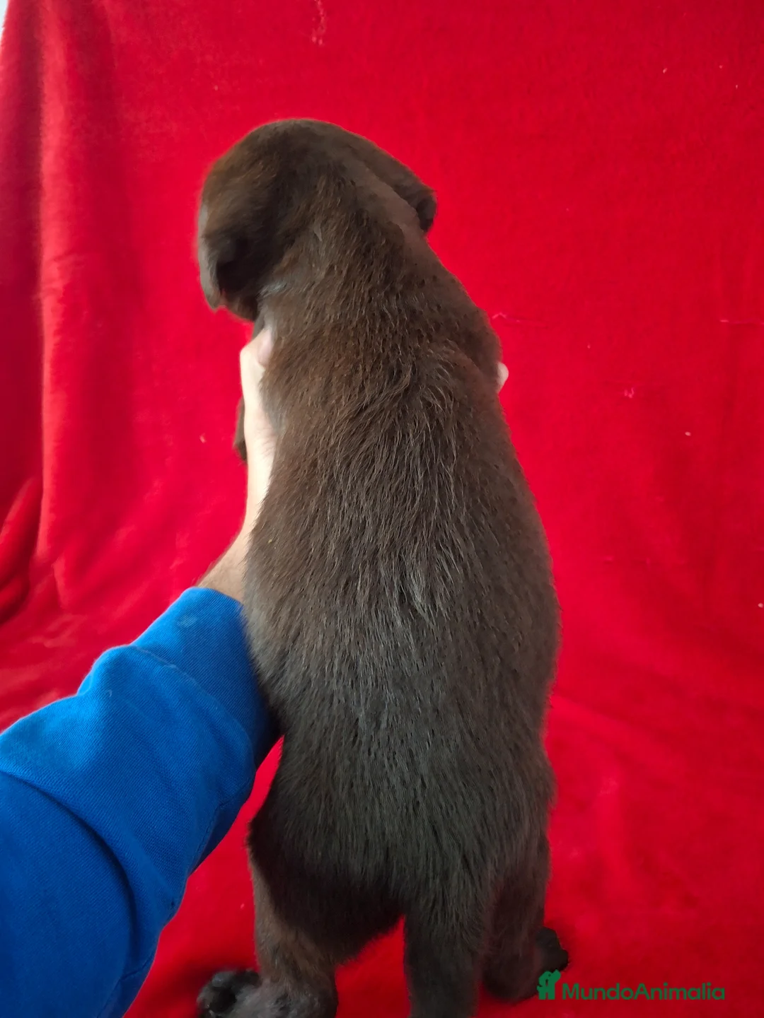 Labrador Retriever perros en venta: Labrador Retriever Chocolate  - Anuncio 2
