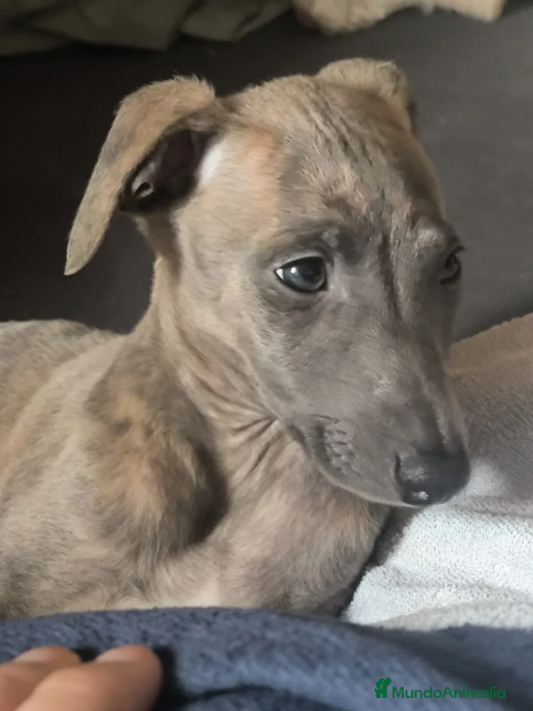 Whippet perros en venta: Último whippet!! - Anuncio 1