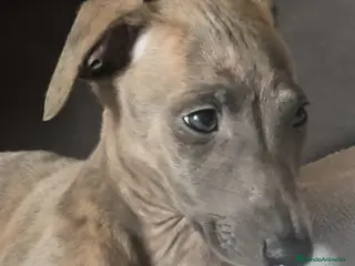 Whippet perros Último whippet!! - Anuncio 1