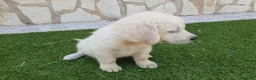 Golden Retriever perros en venta: Golden Retriever Belleza - Anuncio 2