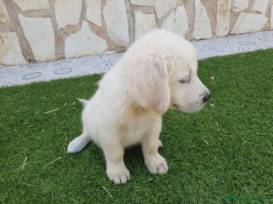 Golden Retriever perros en venta: Golden Retriever Belleza - Anuncio 2