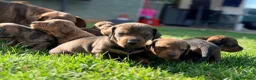 Teckel Miniatura perros en venta: Chocolate arlequín  - Anuncio 5