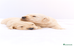 Golden Retriever perros en venta: Preciosos cachorros de Golden retriever - Imagen 1