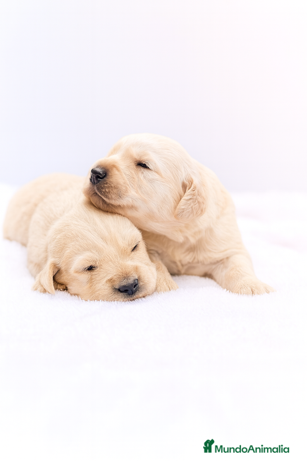 Golden Retriever perros en venta: Preciosos cachorros de Golden retriever - Imagen 1