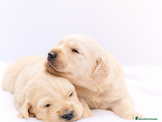 Golden Retriever perros - Anuncio 2