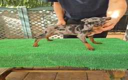 Ratón de Praga perros en venta: Raton de praga - Imagen 6
