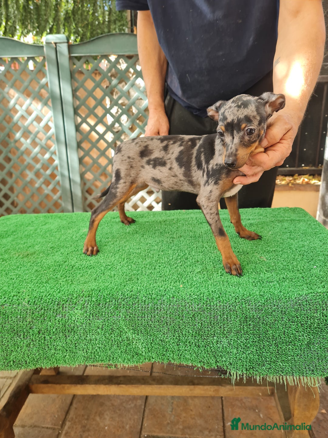 Ratón de Praga perros en venta: Raton de praga - Imagen 6