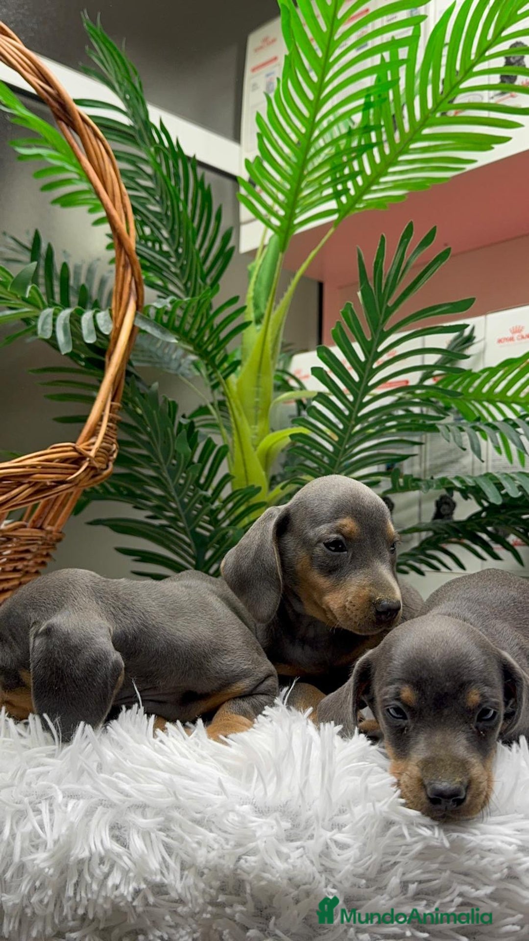 Teckel Miniatura perros en venta: TECKEL MINIATURA BLUE AND TAN - Anuncio 16