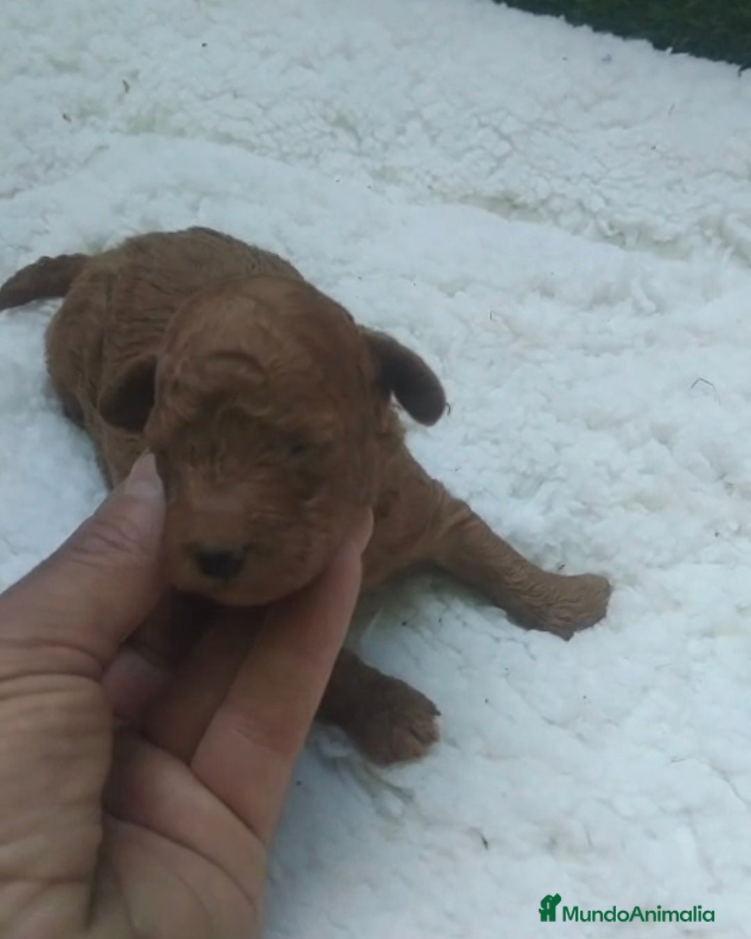 Caniche Toy perros en venta: Camadas de caniches toy machos - Anuncio 2