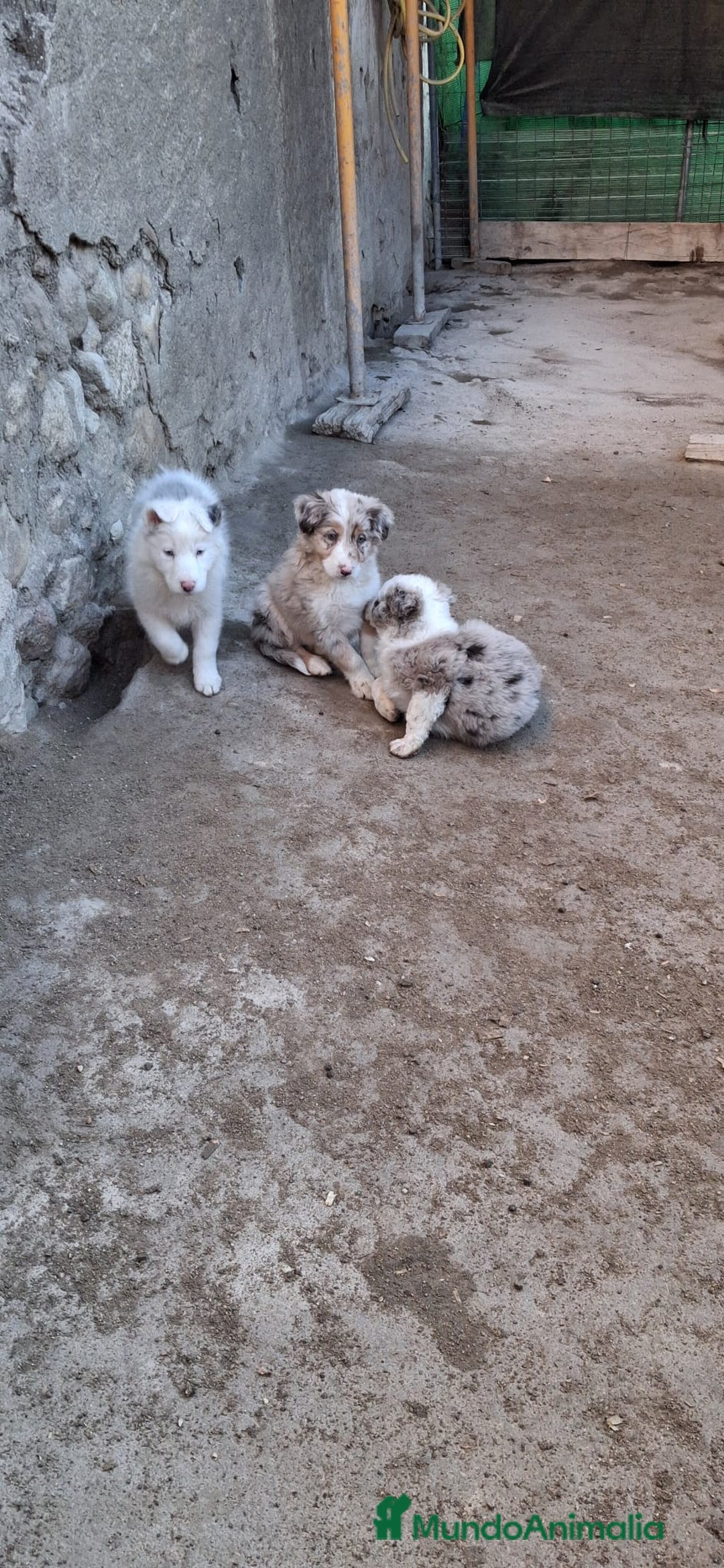 Border Collie perros en venta: Boder Collie Getafe - Anuncio 1