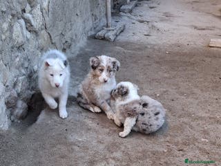 Border Collie perros Boder Collie Getafe - Anuncio 1
