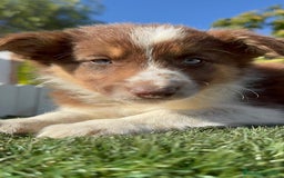 Border Collie perros en venta: BORDER COLLIE HEMBRA - Anuncio 1