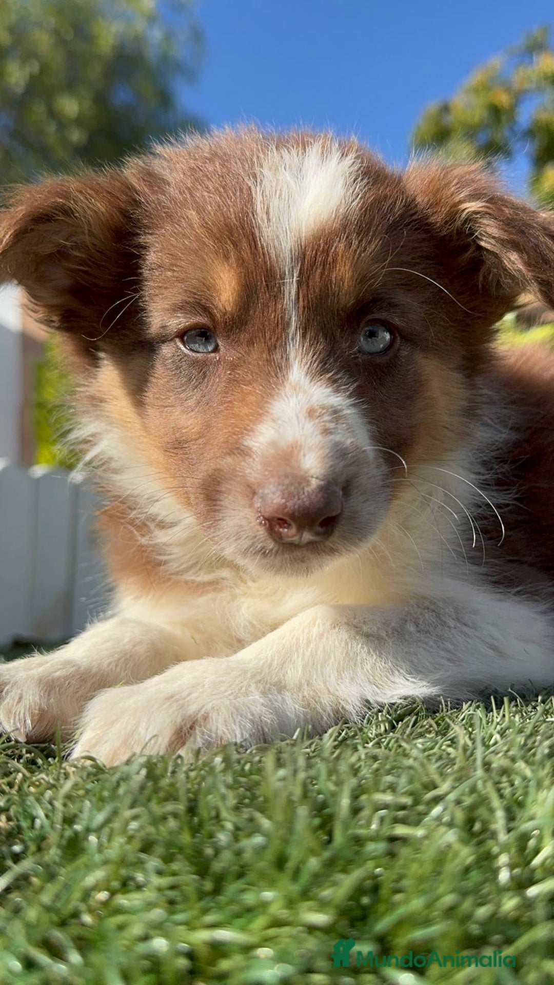 Border Collie perros en venta: BORDER COLLIE HEMBRA - Anuncio 1
