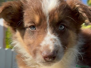 Border Collie perros BORDER COLLIE HEMBRA - Anuncio 2