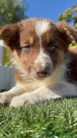 Border Collie perros BORDER COLLIE HEMBRA - Anuncio 1