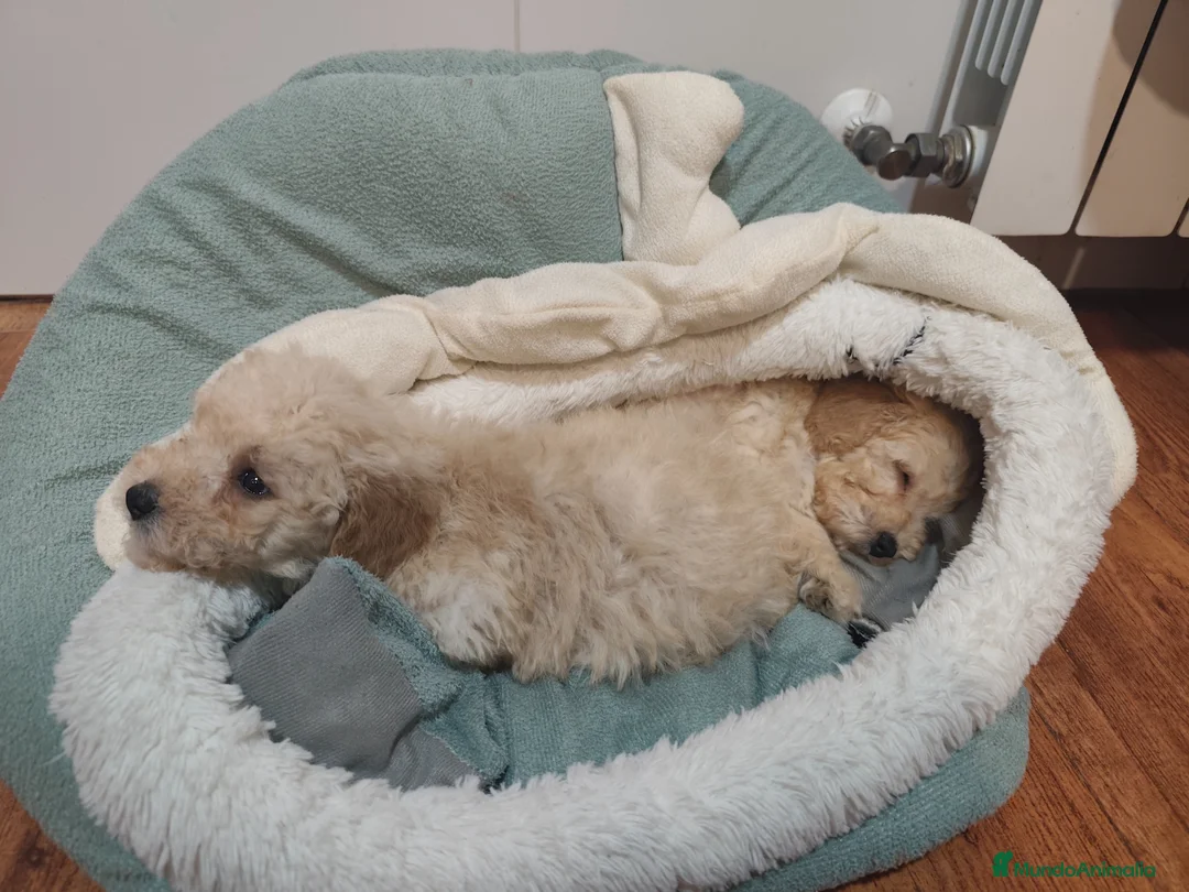 Caniche Toy perros en venta: Pareja de toy apricot 💛 - Anuncio 2